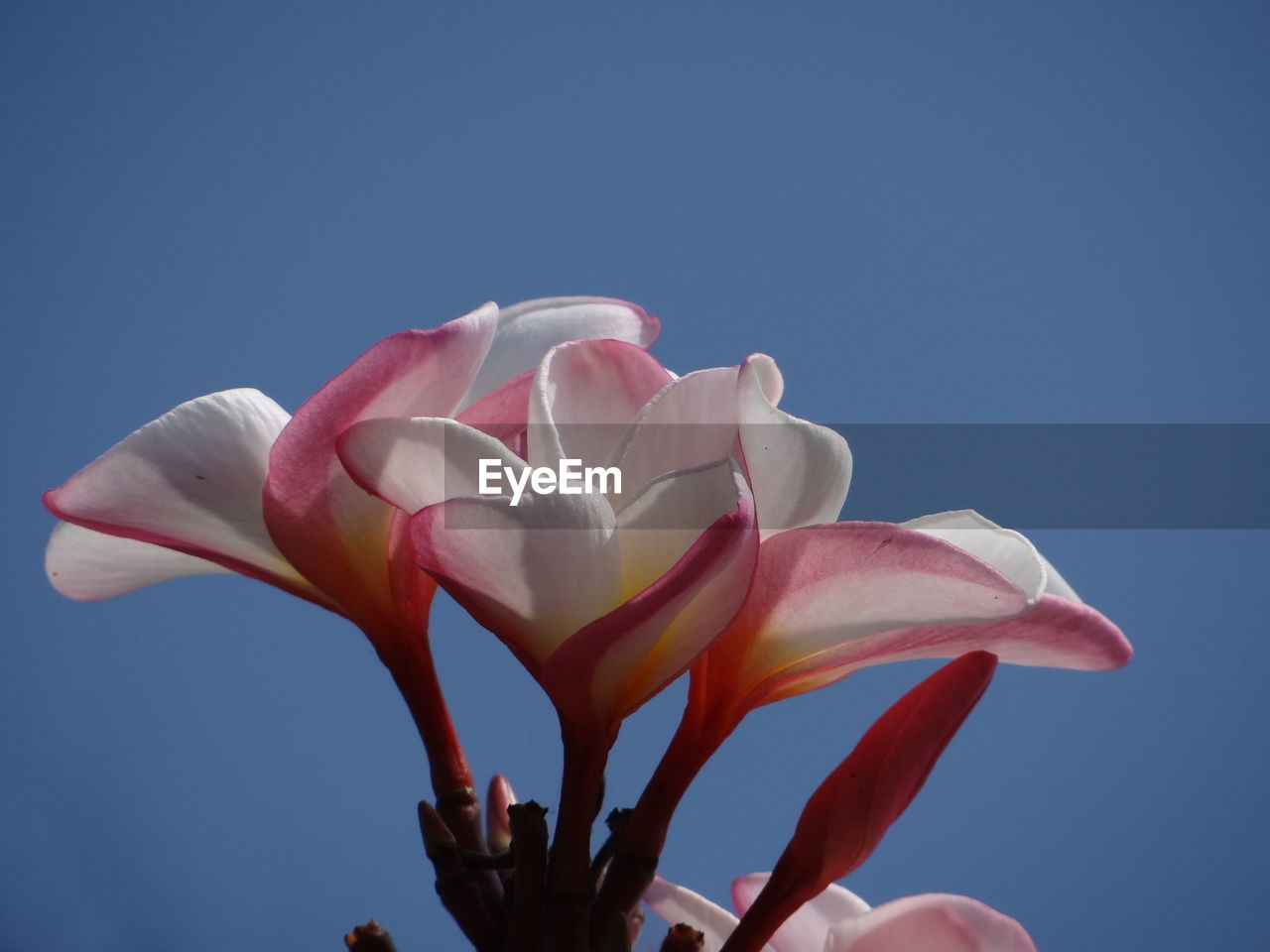 CLOSE-UP OF PINK FLOWER AGAINST SKY