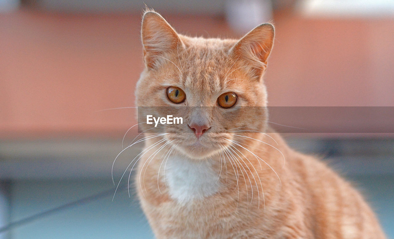 Close-up portrait of a cat