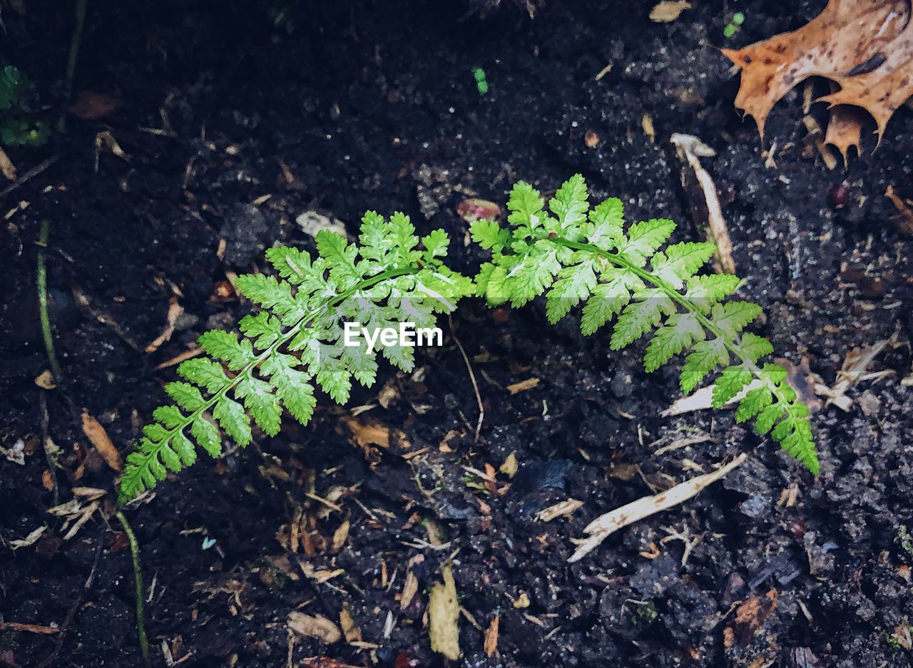 High angle view of plants growing on field