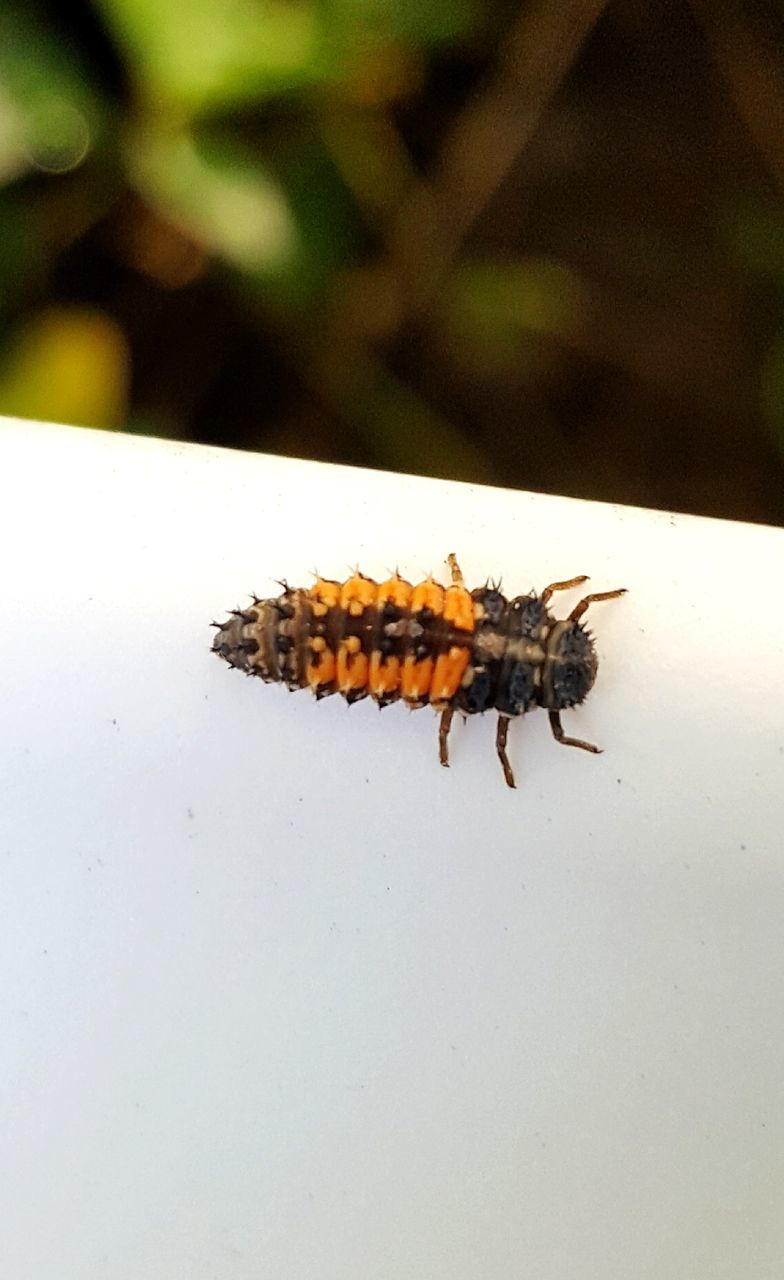 CLOSE-UP OF CATERPILLAR