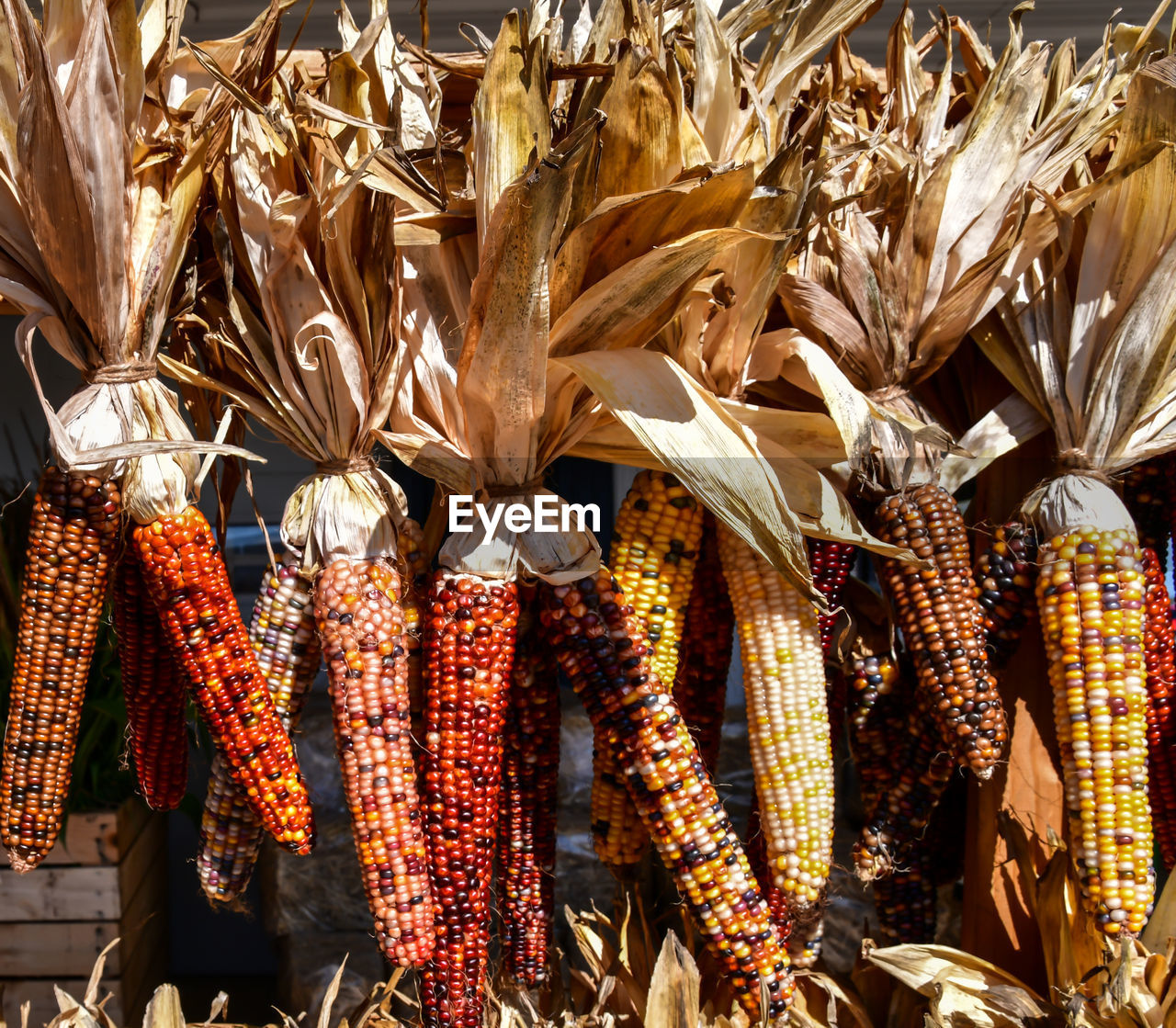 Colorful corn on the cob