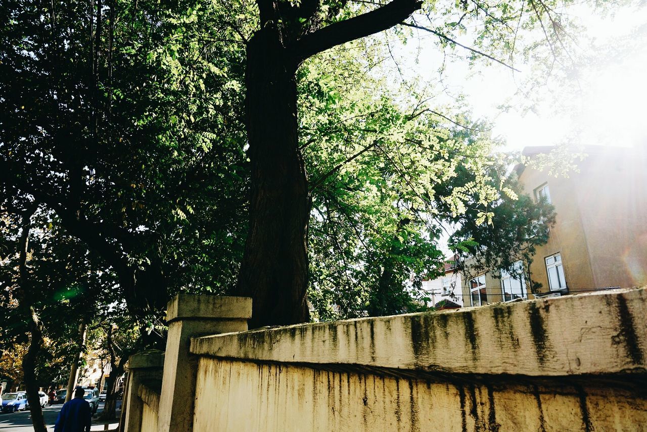 LOW ANGLE VIEW OF TREES