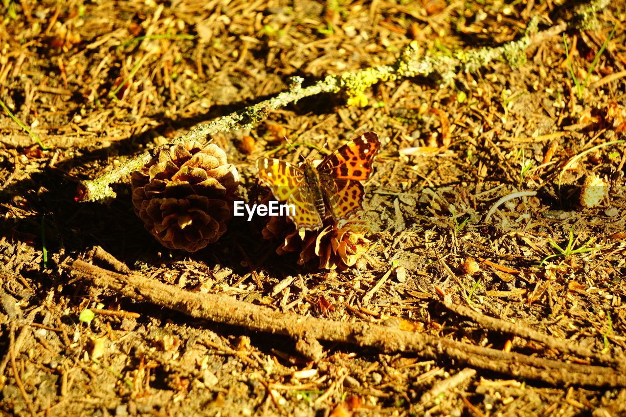 CLOSE-UP OF INSECT ON A FIELD