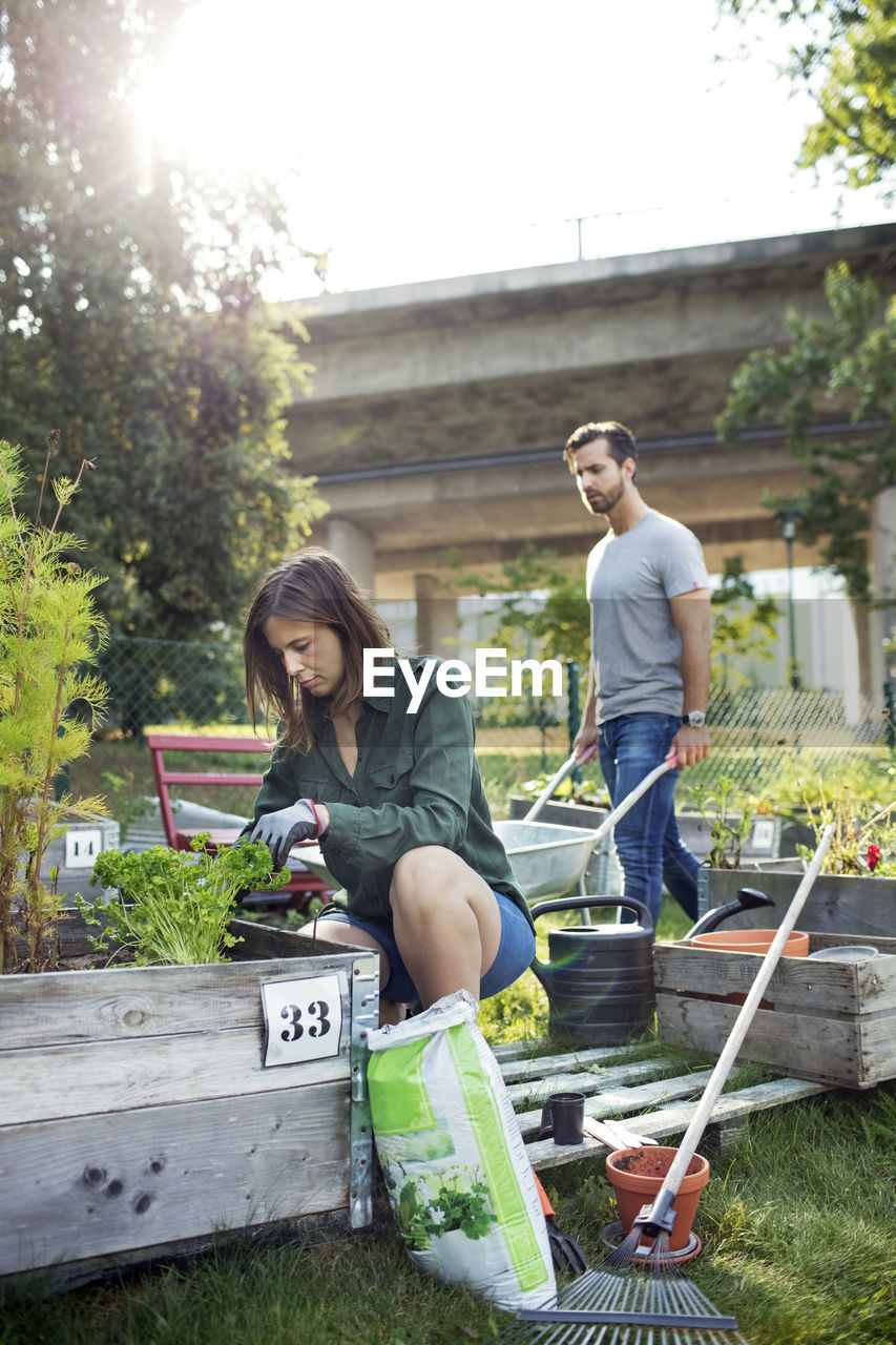 Mid adult man and woman working in vegetable garden