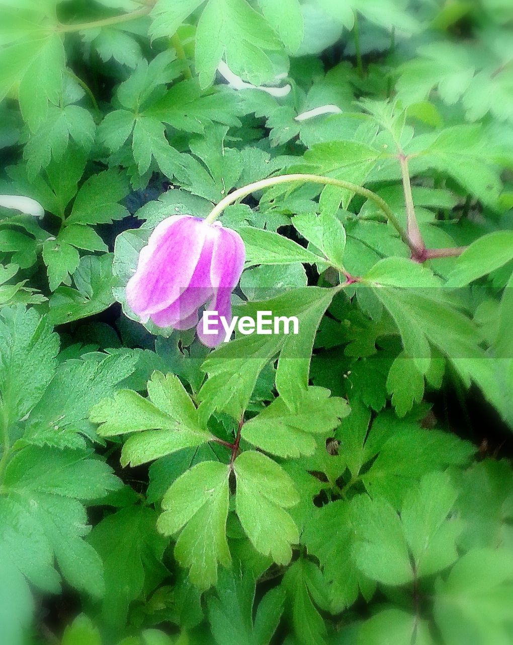 Close-up of pink flower and leaves