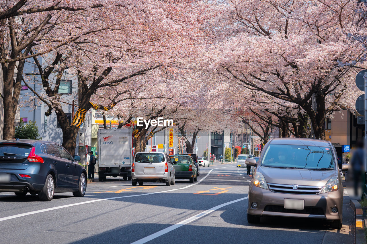 VIEW OF CHERRY BLOSSOM ON ROAD