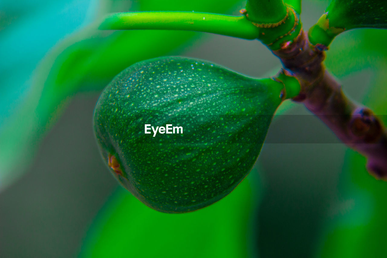 Green fruit hanging on branch on toned background