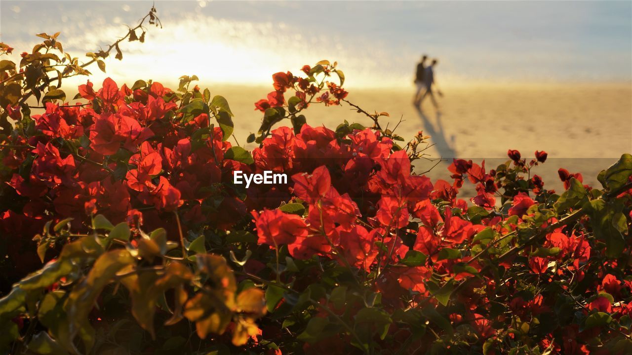 Close-up of red flowering plants with beach in backgroun