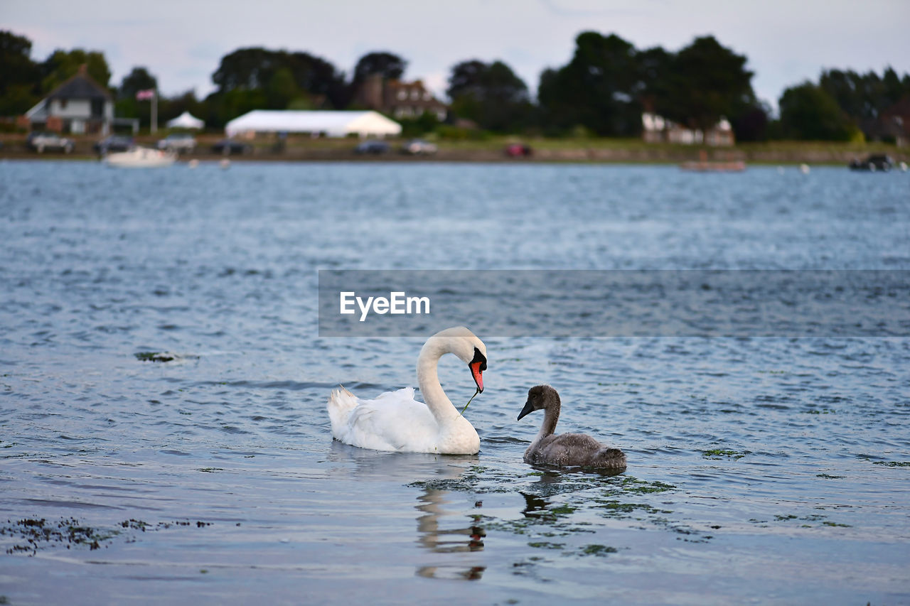 Swans swimming in lake