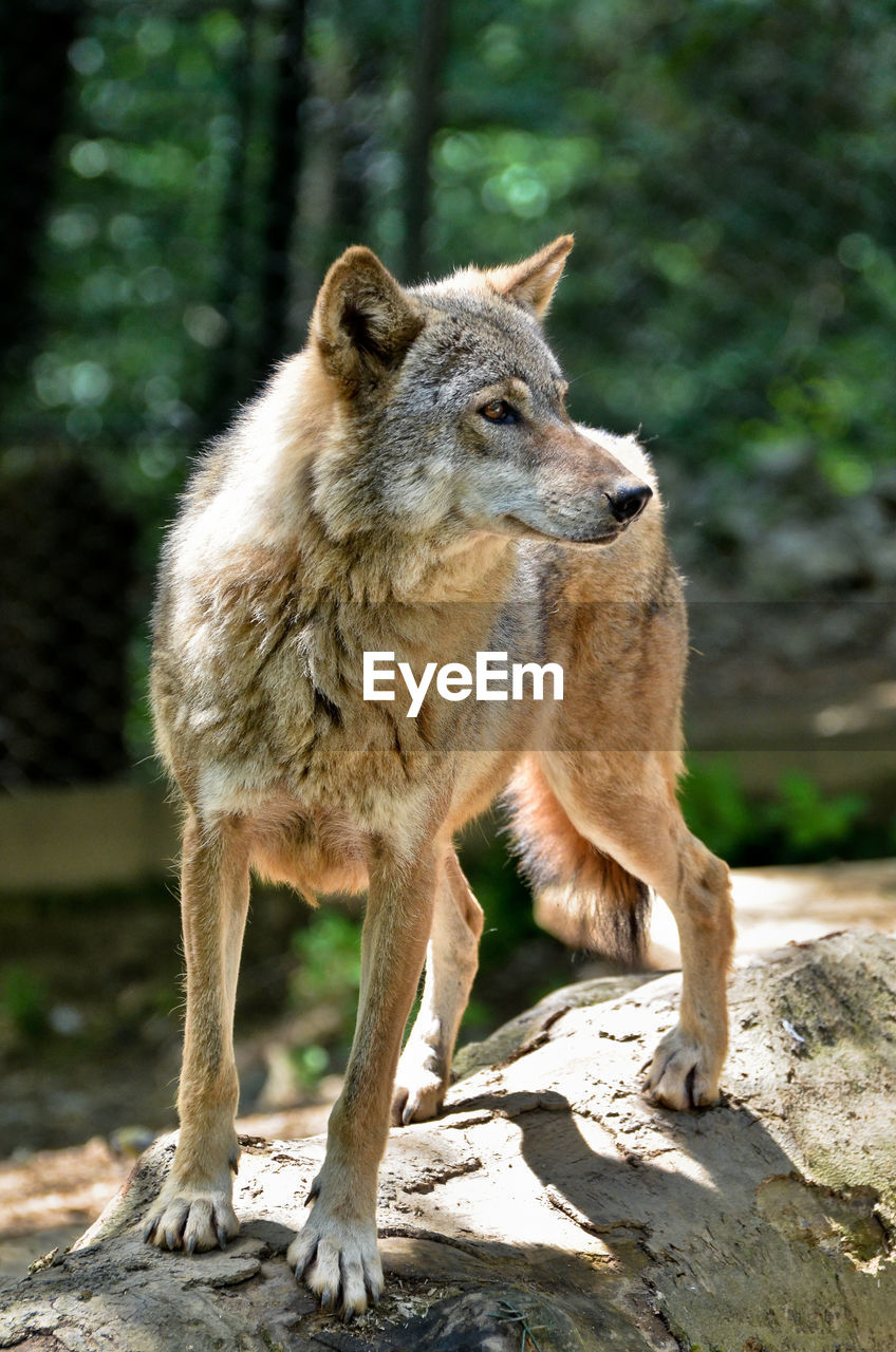 Wolf in captivity looking away