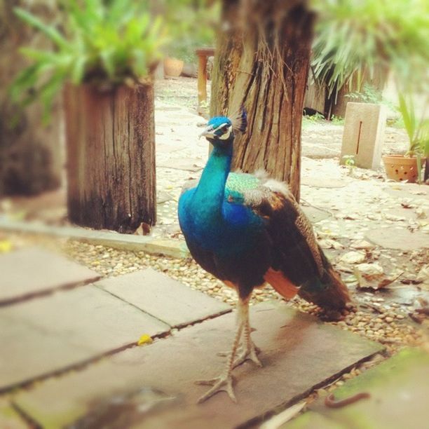 CLOSE-UP OF PEACOCK