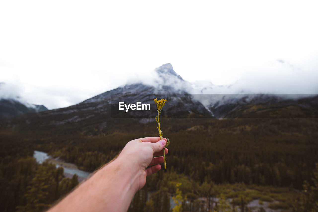 Cropped hand of man holding wilted flower against mountains