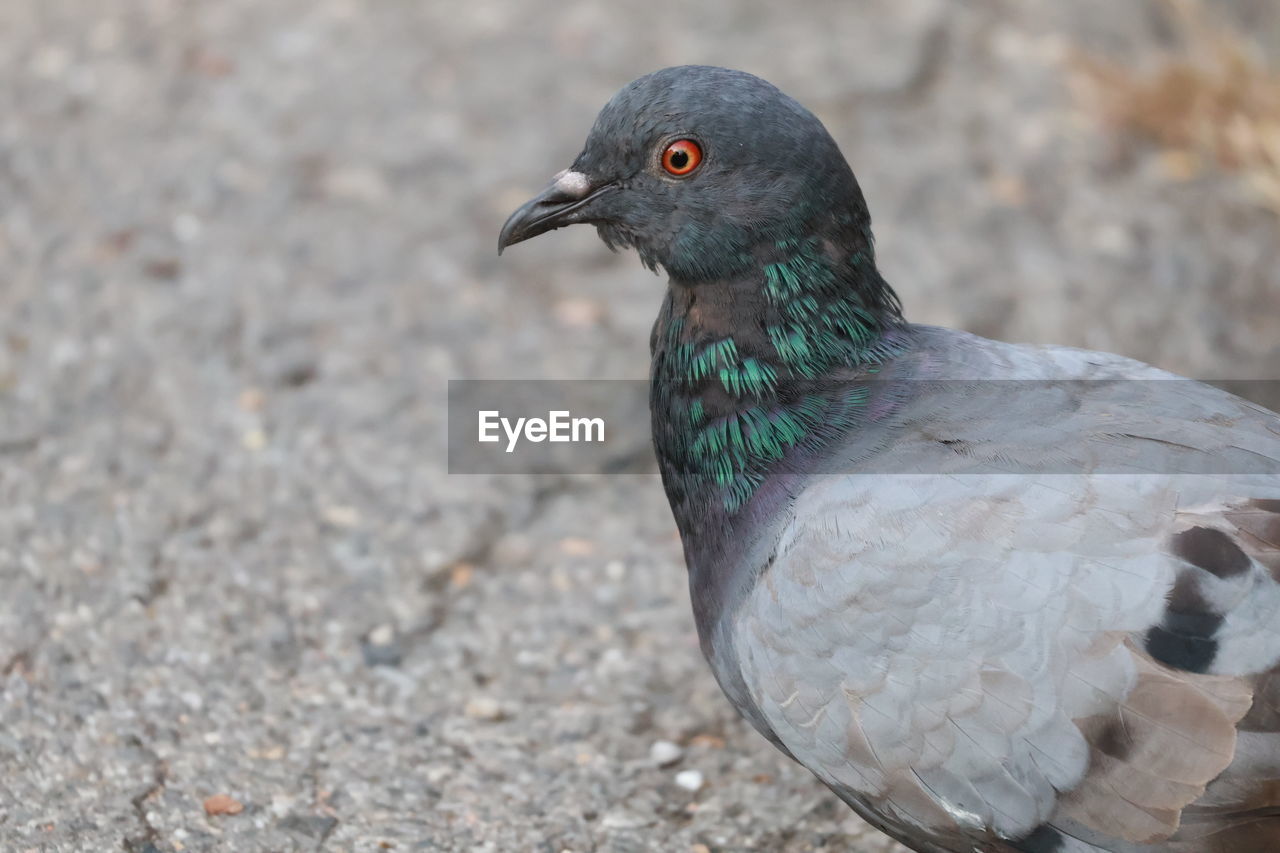 bird, animal themes, animal, stock dove, animal wildlife, wildlife, one animal, pigeons and doves, close-up, beak, nature, pigeon, no people, day, outdoors, dove - bird, feather, focus on foreground, gray, black, full length, side view, animal body part