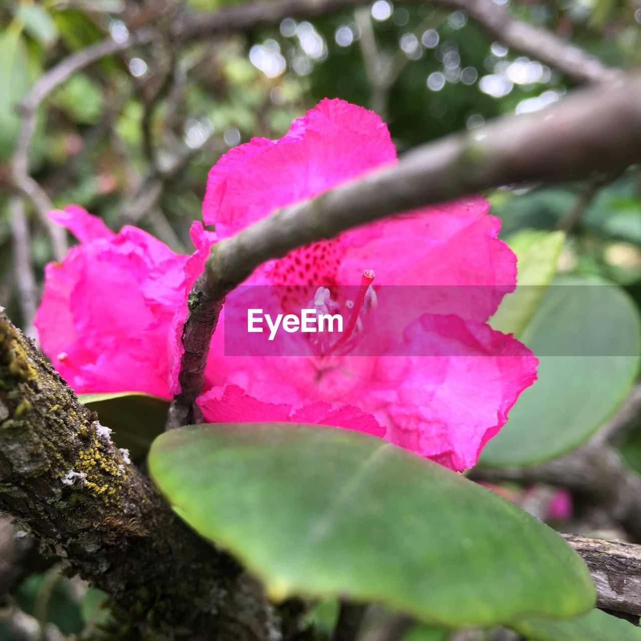 CLOSE-UP OF PINK FLOWER ON BRANCH