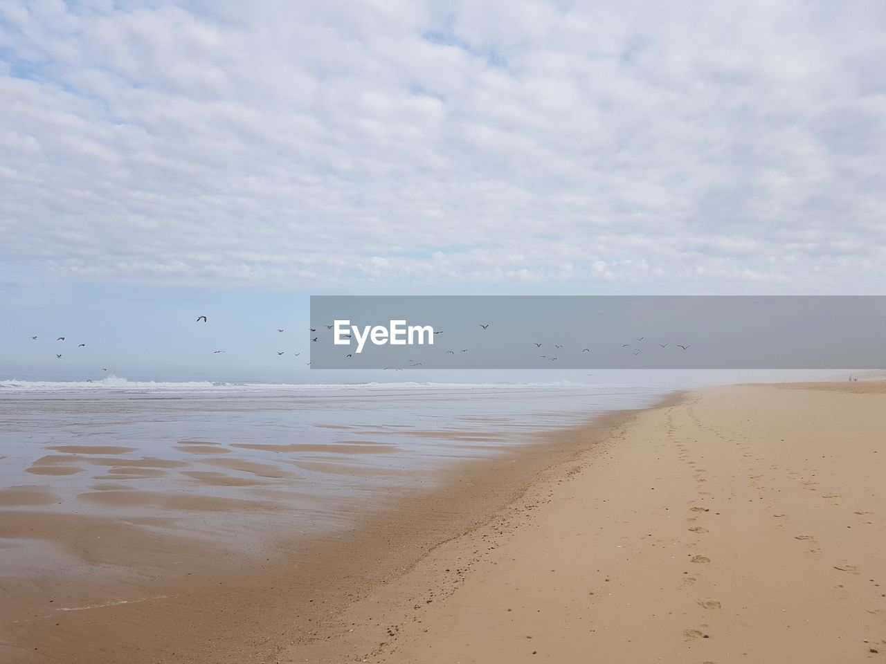 BIRDS FLYING OVER BEACH