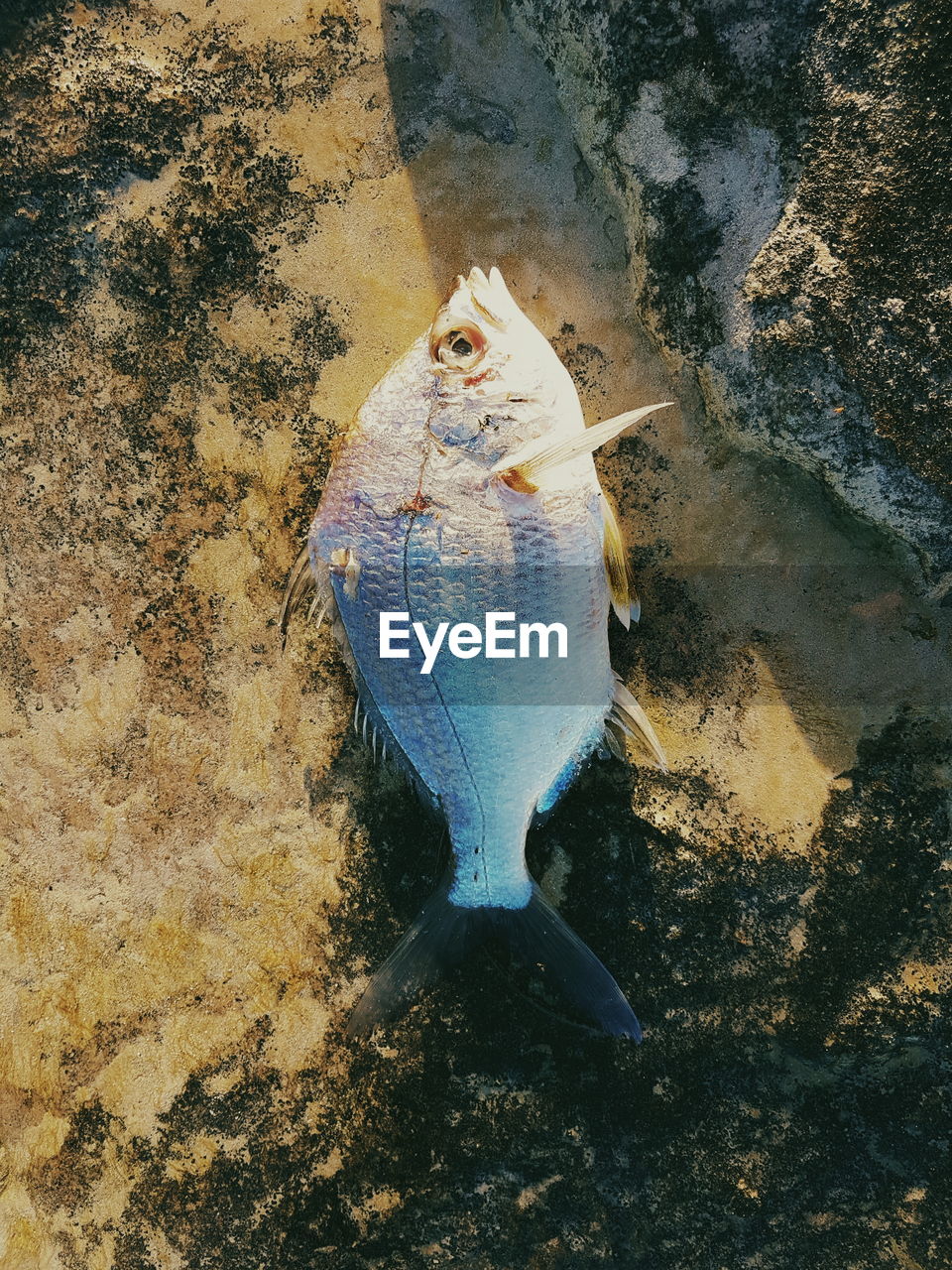 High angle view of fish on rock