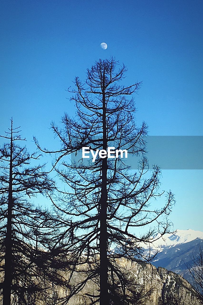 BARE TREE AGAINST BLUE SKY DURING WINTER