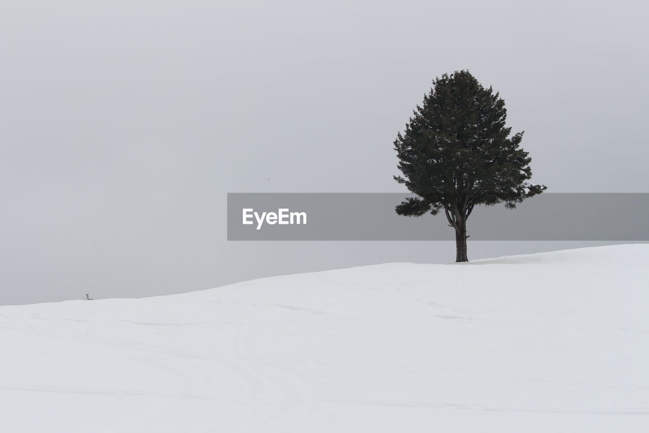 Tree on snow covered field against sky during winter