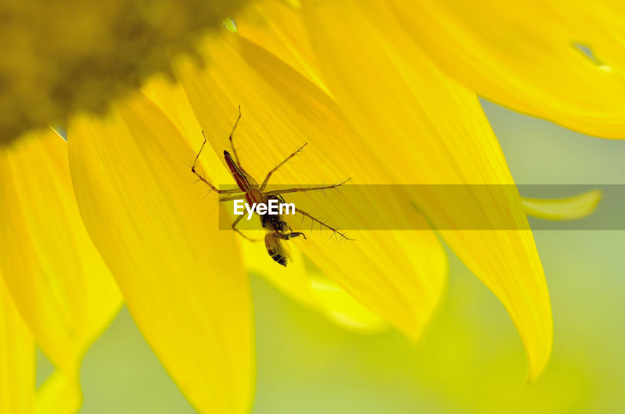 CLOSE-UP OF INSECT ON YELLOW FLOWERING PLANT