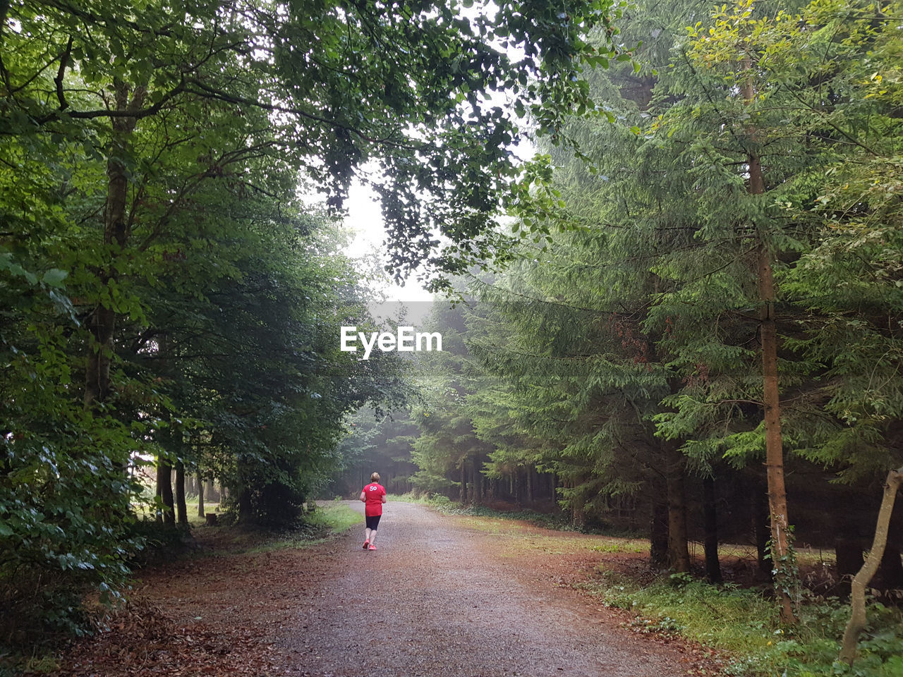 tree, plant, forest, trail, nature, woodland, the way forward, growth, one person, transportation, walking, rear view, full length, beauty in nature, leisure activity, land, green, road, natural environment, lifestyles, day, footpath, women, autumn, men, jungle, outdoors, adult, tranquility, leaf, non-urban scene, diminishing perspective, environment, travel