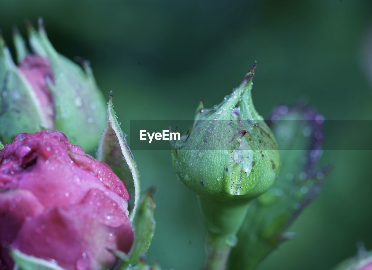 Close-up of raindrops on purple flower