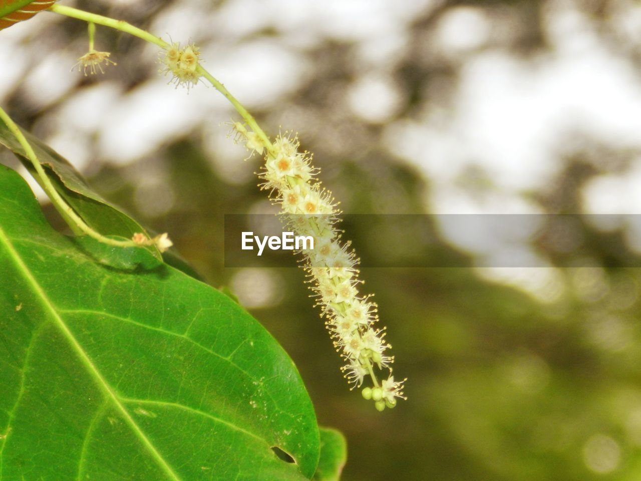 CLOSE-UP OF PLANT