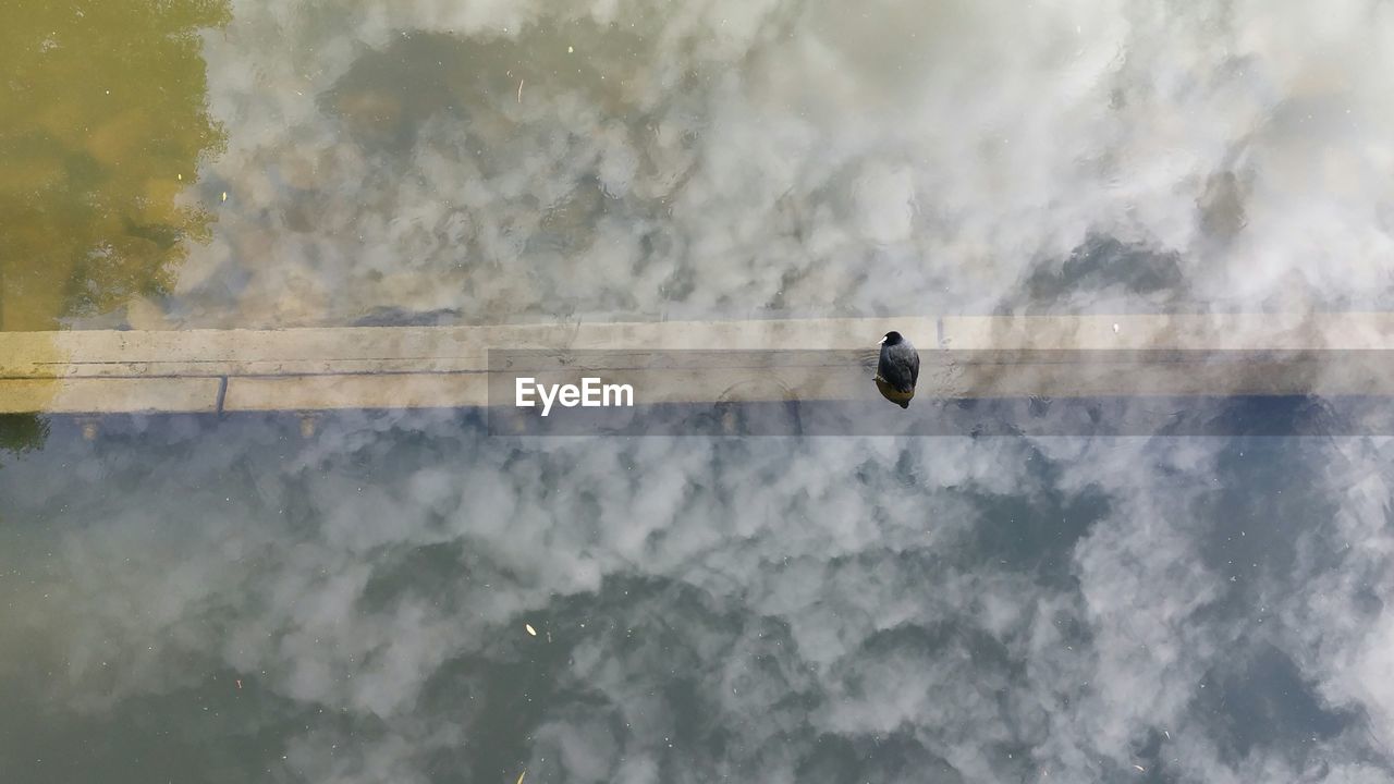 High angle view of coot swimming on lake