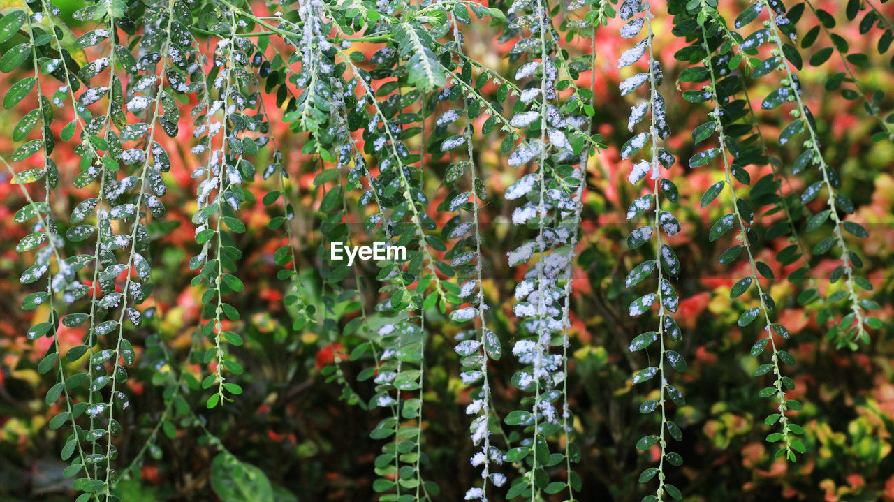 Close-up of fresh plants in sunlight