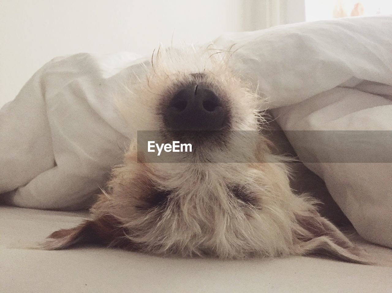 HIGH ANGLE PORTRAIT OF DOG AT HOME