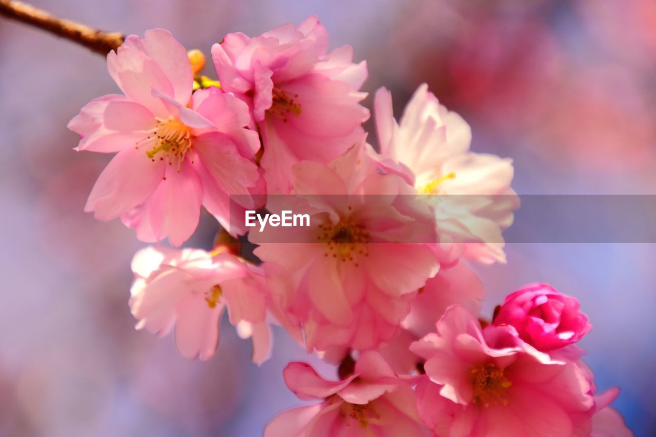 plant, flower, flowering plant, freshness, pink, beauty in nature, blossom, fragility, springtime, tree, nature, close-up, growth, cherry blossom, macro photography, branch, spring, petal, flower head, inflorescence, focus on foreground, outdoors, no people, selective focus, produce, cherry tree, food and drink, pollen, botany, fruit, stamen, day, food, twig, scented, fruit tree, cherry, sunlight, tranquility, softness