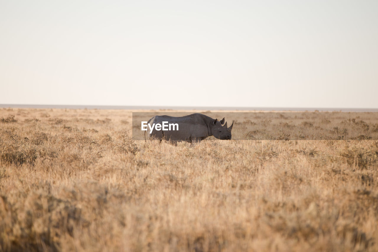 Rhino in field in etosha national park, namibia