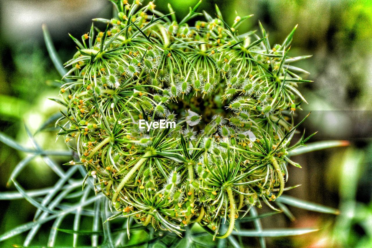 CLOSE-UP OF PLANT