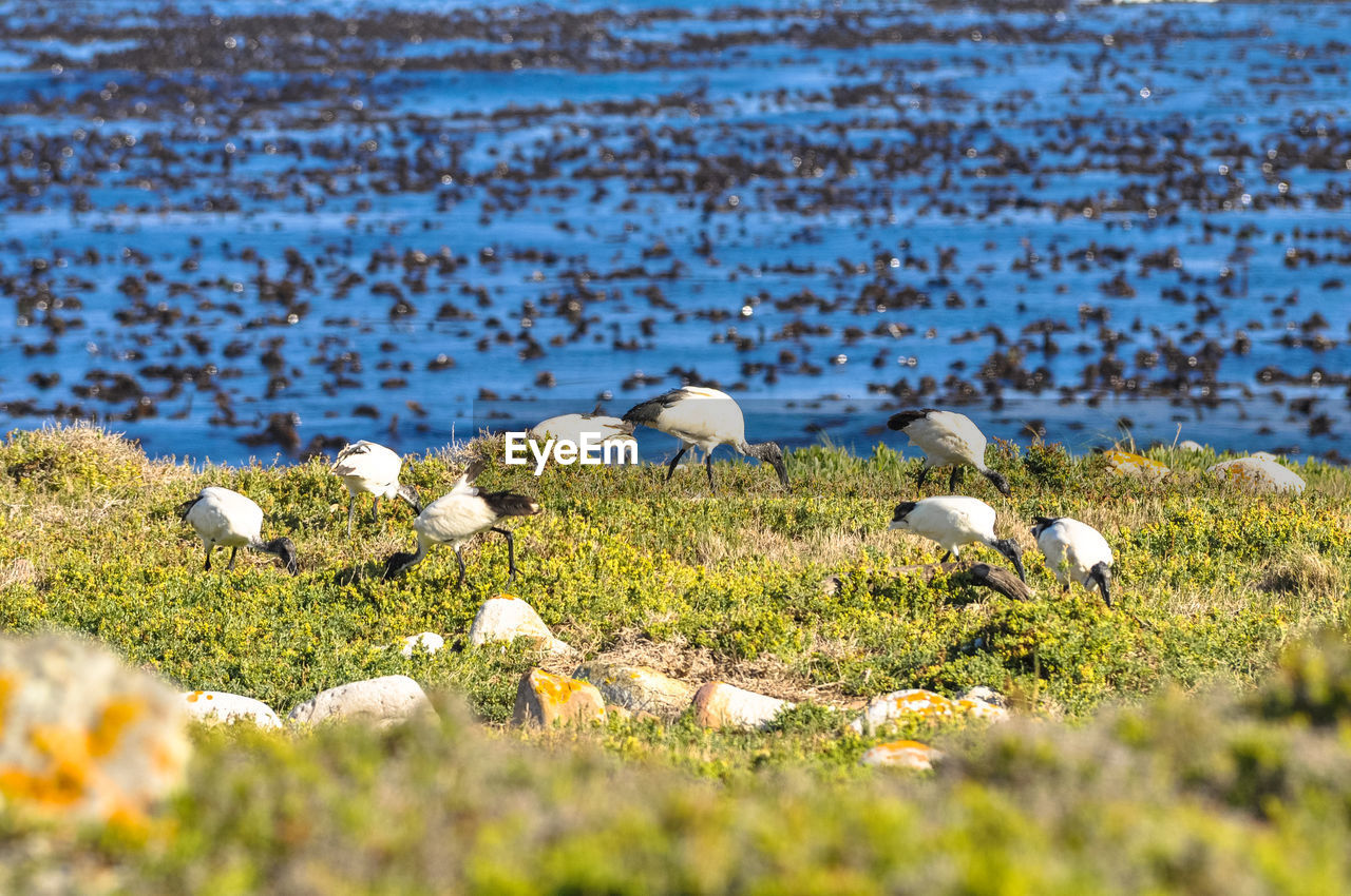 Great egrets on grassy field against sea