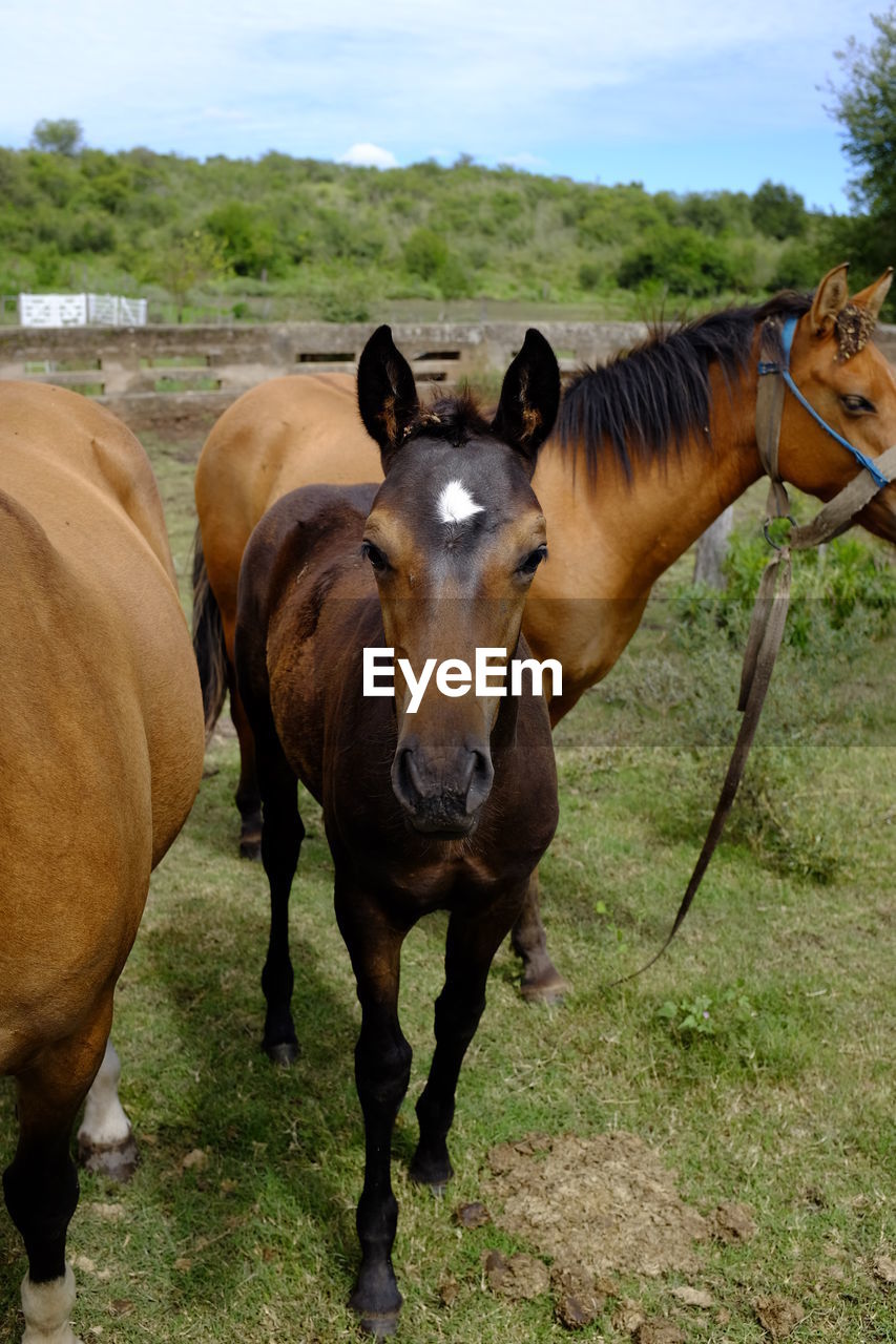 HORSES STANDING ON FIELD