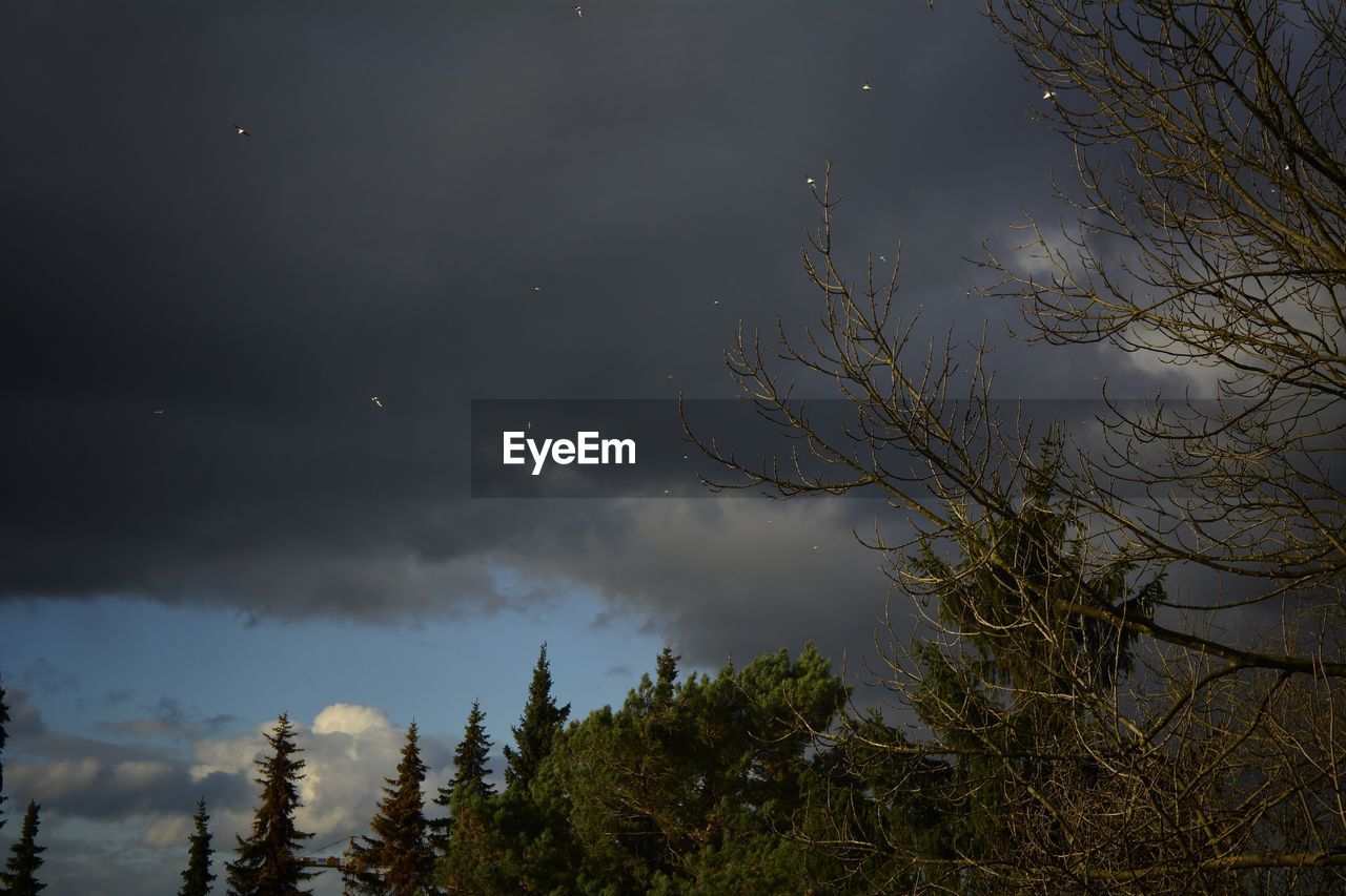 LOW ANGLE VIEW OF TREES AND SKY