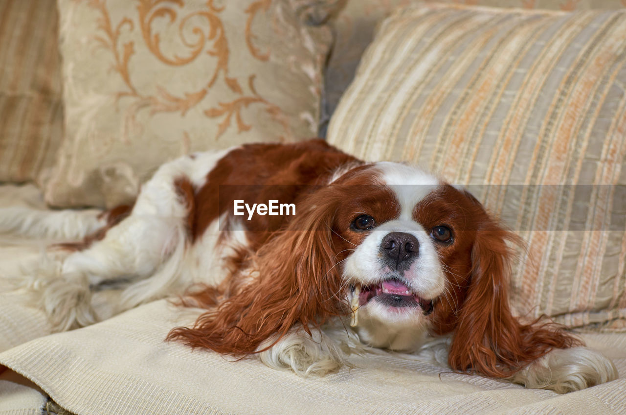 Charming cavalier king charles spaniel enjoying eating a snack