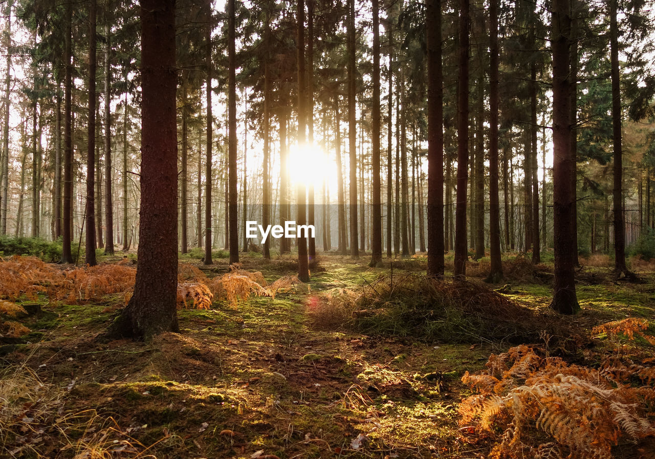 Sunlight streaming through trees in forest