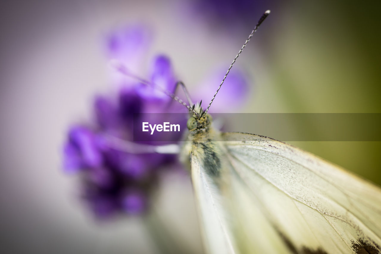 CLOSE-UP OF INSECT ON PURPLE FLOWERS