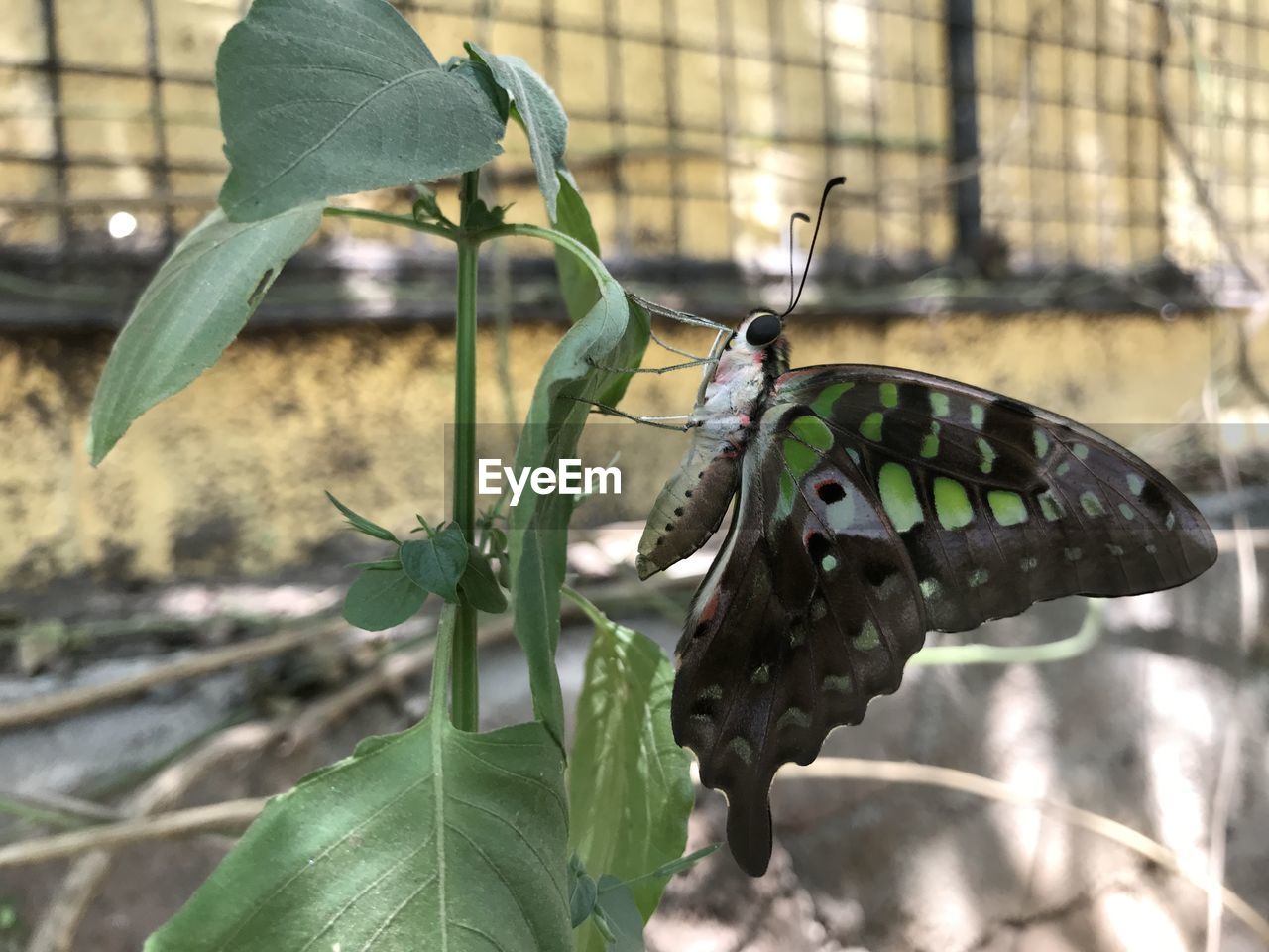 butterfly, animal themes, animal, animal wildlife, moths and butterflies, wildlife, nature, leaf, plant part, animal wing, focus on foreground, insect, one animal, close-up, plant, beauty in nature, green, no people, flower, day, outdoors, bird, perching, animal body part, growth