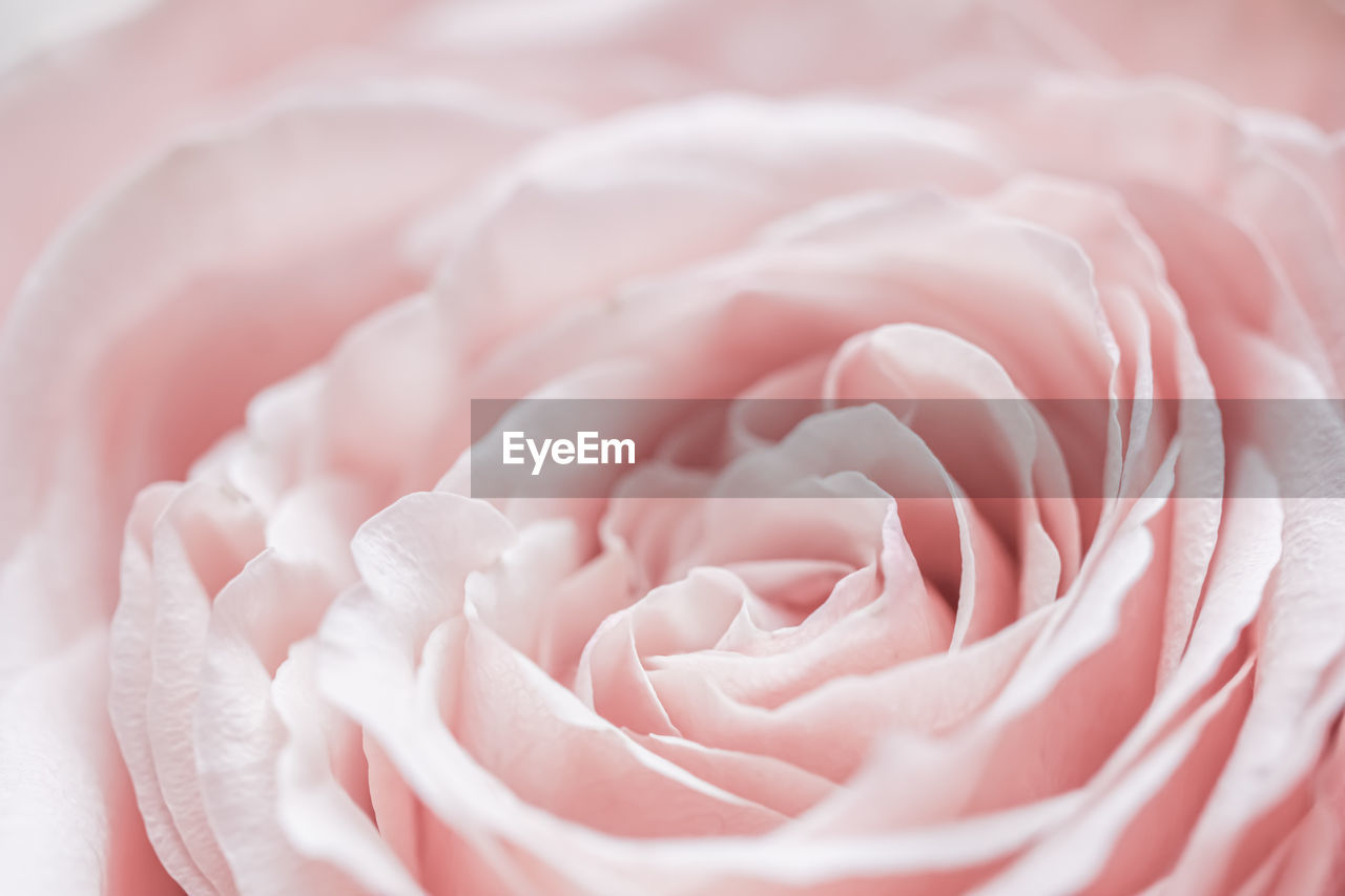 pink, flower, beauty in nature, rose, flowering plant, plant, close-up, freshness, petal, nature, fragility, no people, garden roses, inflorescence, flower head, full frame, softness, backgrounds, white, extreme close-up, growth, macro photography, macro, love, pastel colored