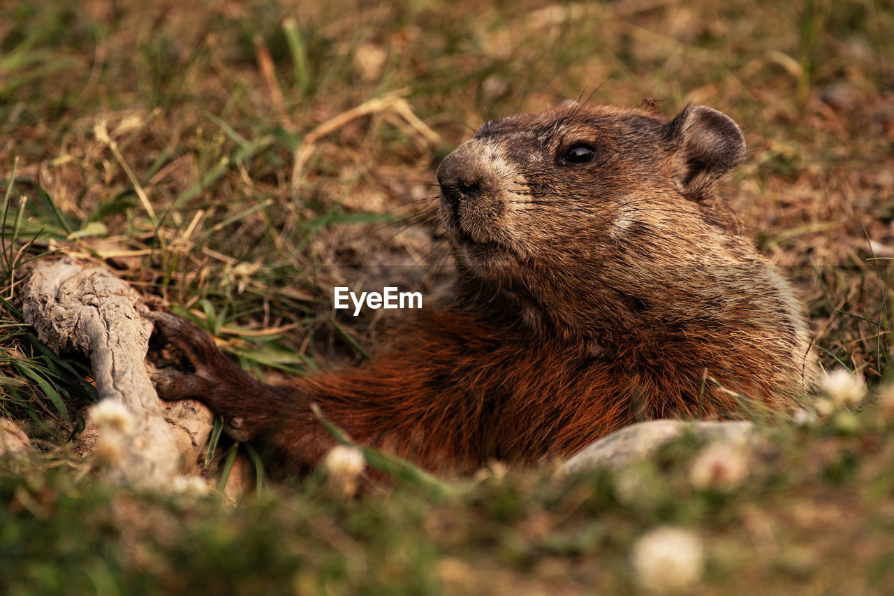 Groundhog in it's hole, marmota monax