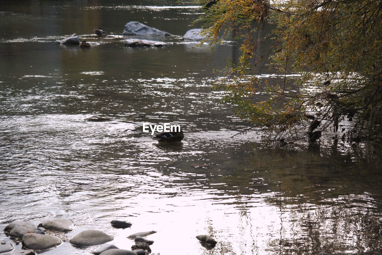 DUCKS SWIMMING IN LAKE