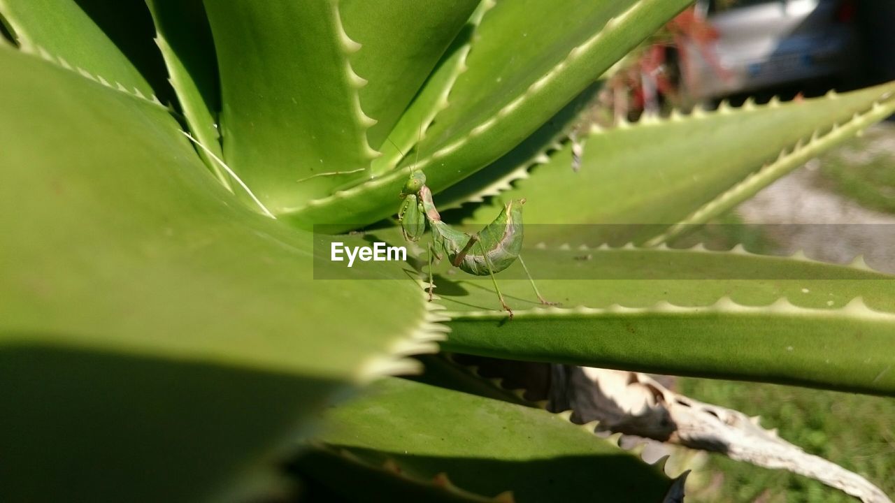 CLOSE-UP OF PLANT