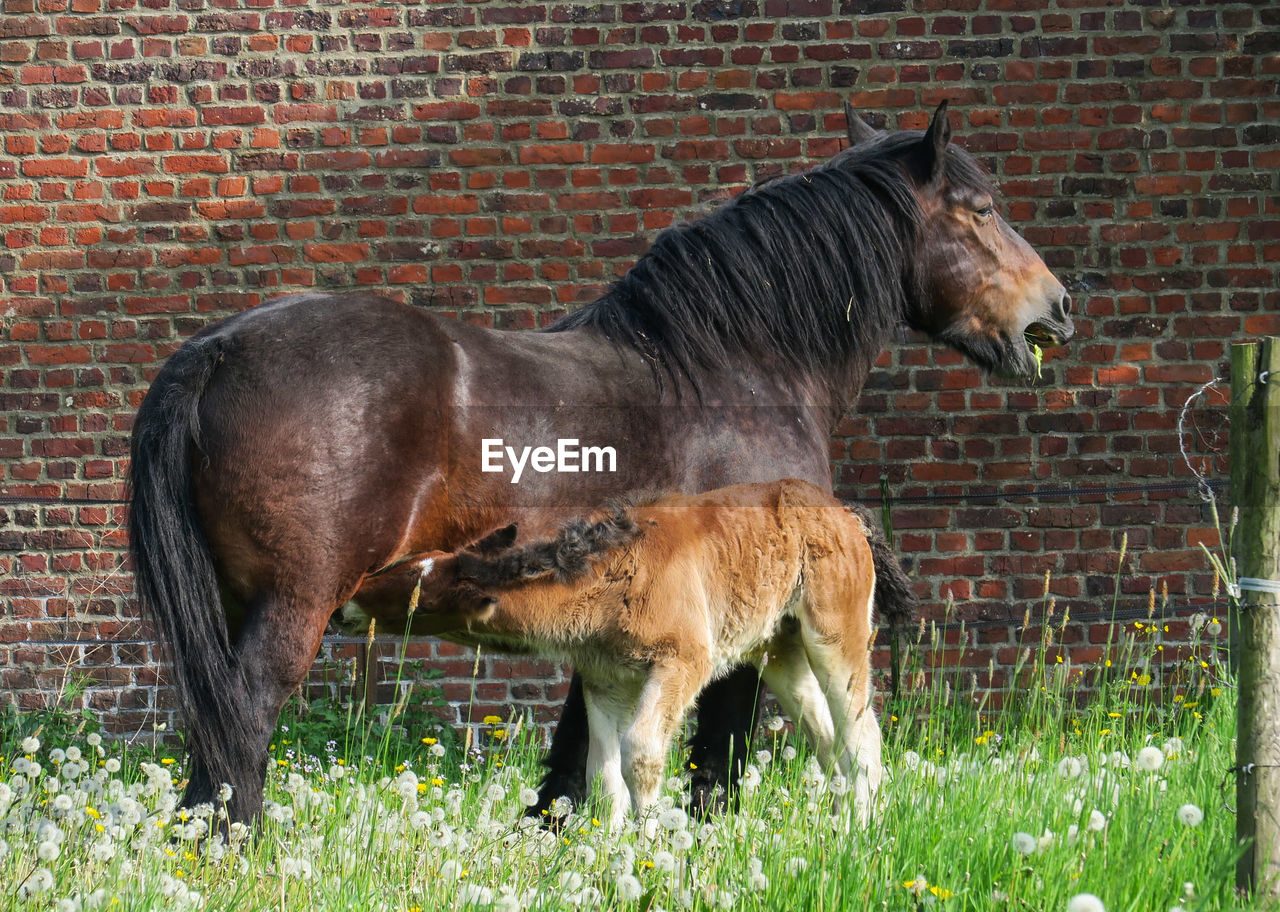 Female icelandic horse feeding foal on field against brick wall