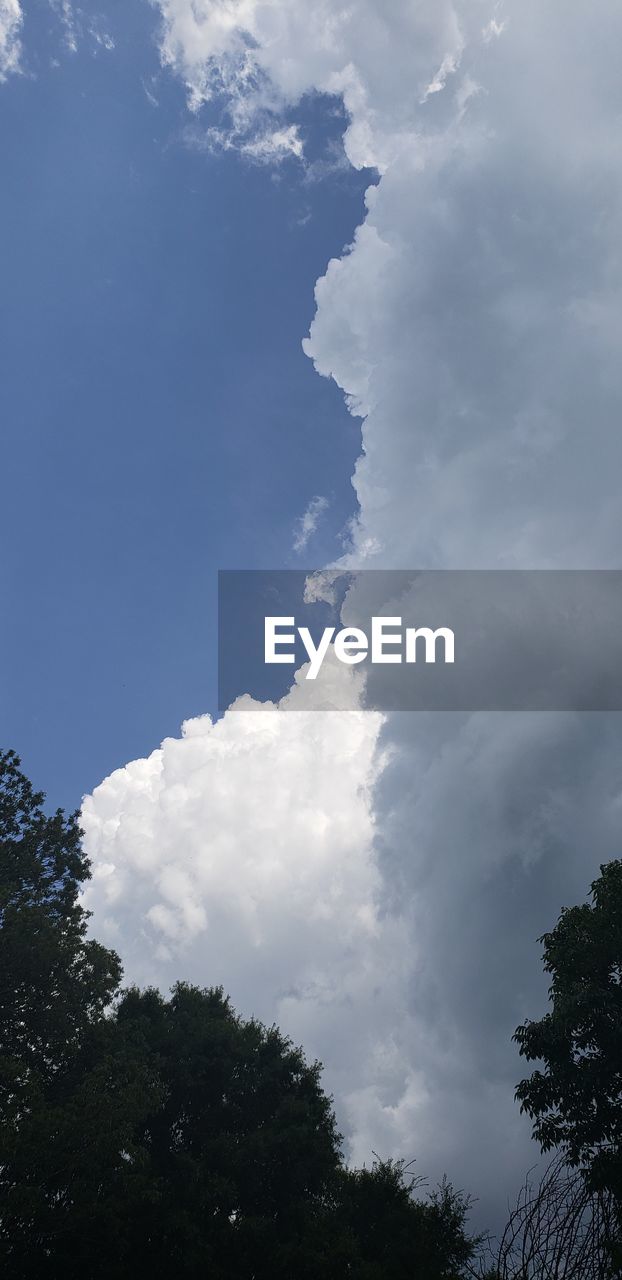 LOW ANGLE VIEW OF TREES AGAINST CLOUDY SKY