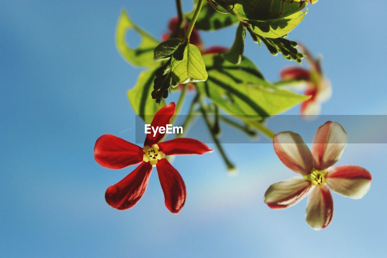 Low angle view of flowers blooming against sky