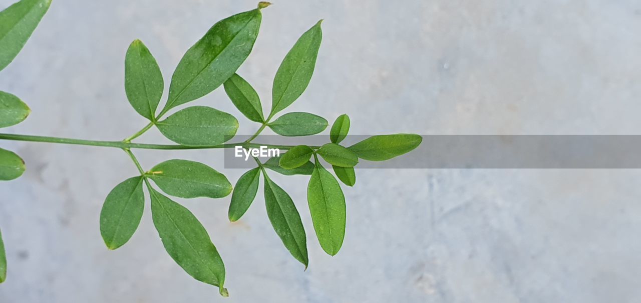 leaf, plant part, green, plant, nature, branch, growth, no people, flower, close-up, tree, produce, outdoors, freshness, beauty in nature, food and drink, wall - building feature, day, herb, food, plant stem, environmental conservation