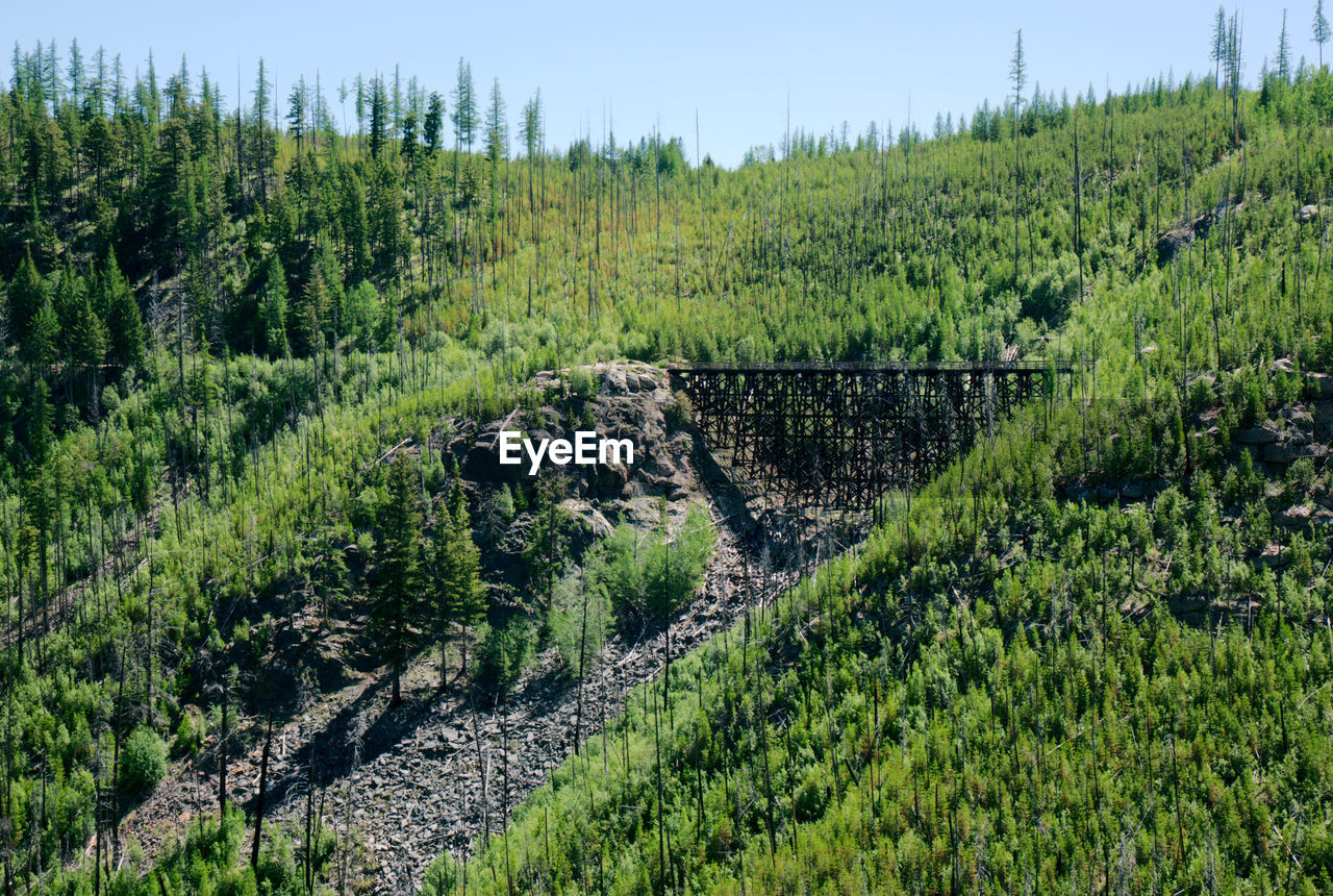 PLANTS GROWING ON LAND IN FOREST