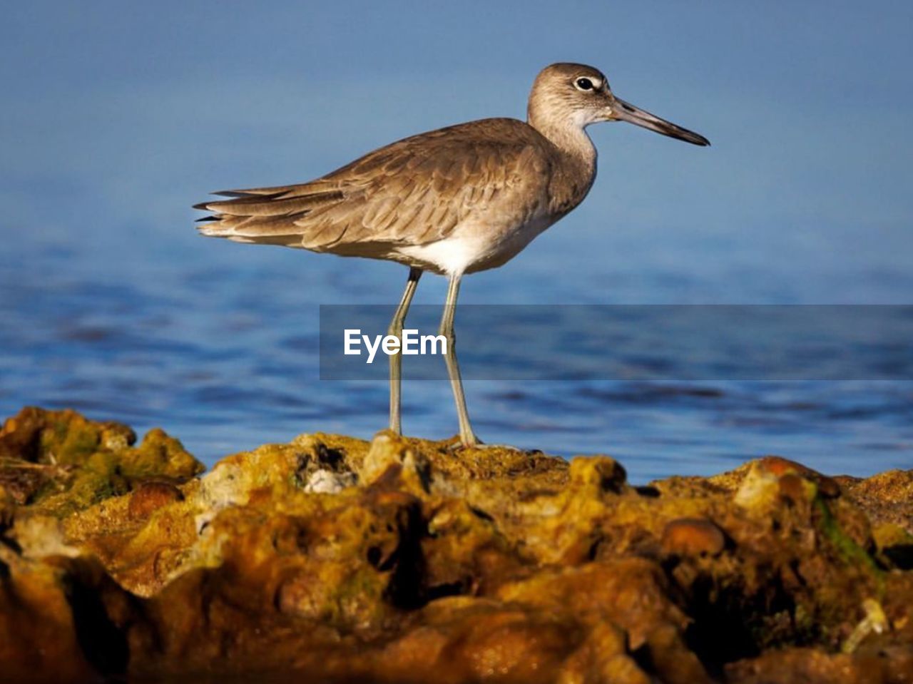 close-up of bird perching on lake