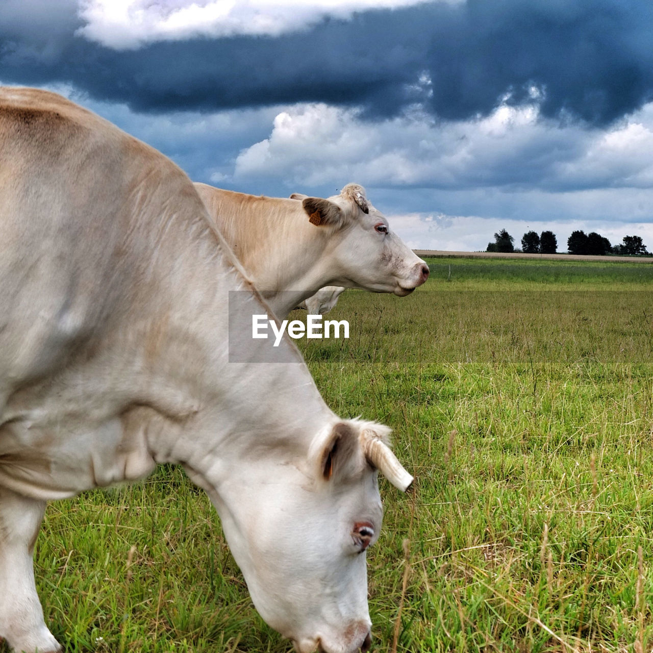 Cows grazing on grassy field against cloudy sky